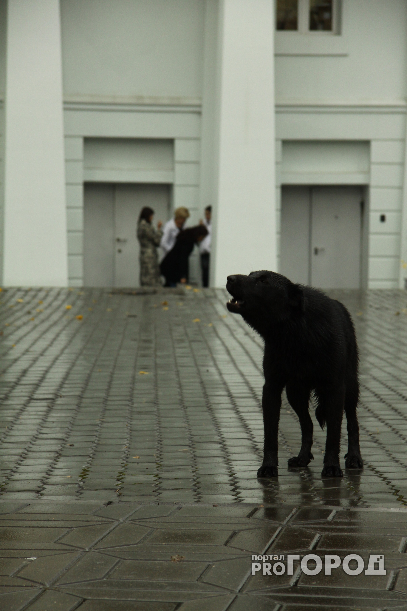 В Кирове студент, которого покусала бешеная собака, отсудил 20 тысяч рублей