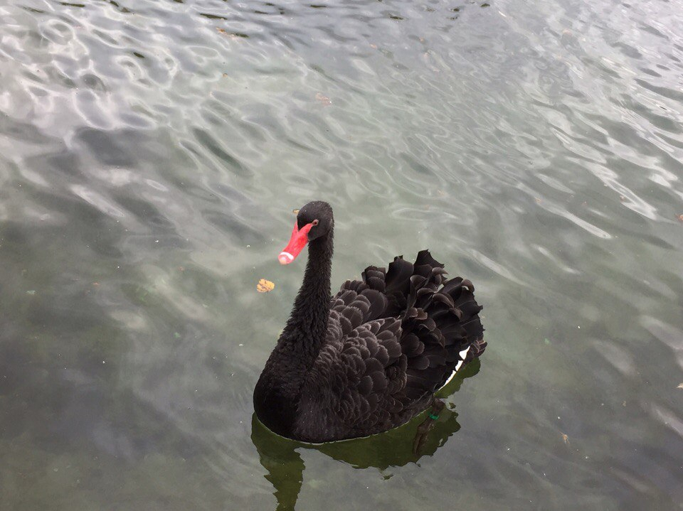 В "Юркин парке" черный лебедь снес яйцо