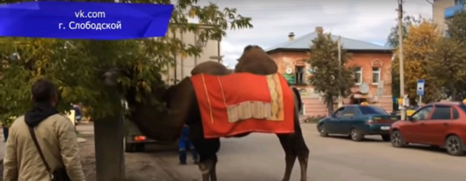 Жителей Слободского удивил верблюд, жующий ветки деревьев на улице Ленина