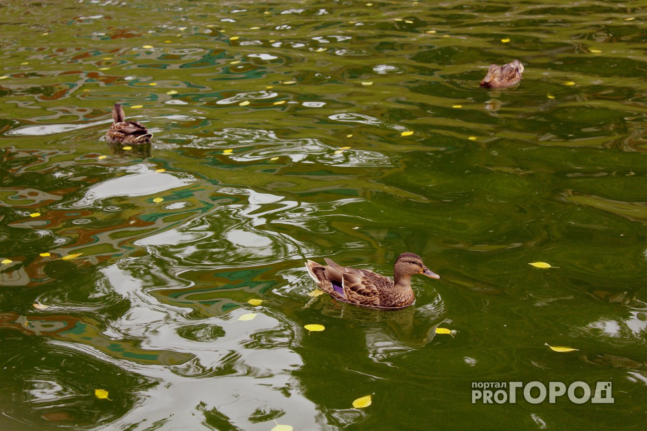 МЧС опубликовало прогноз погоды в Кировской области на четверг