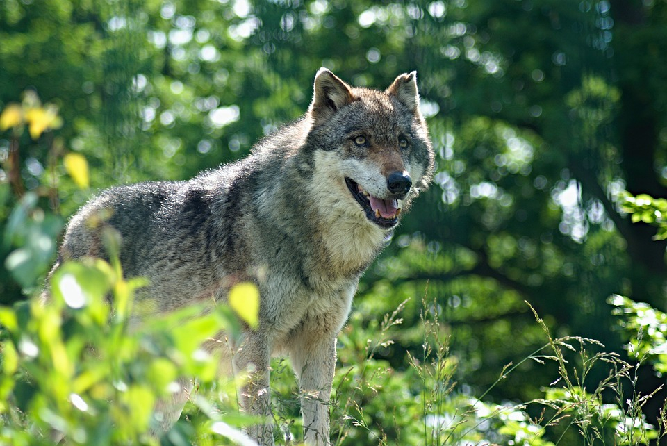 В Кировской области волк набросился на грибника