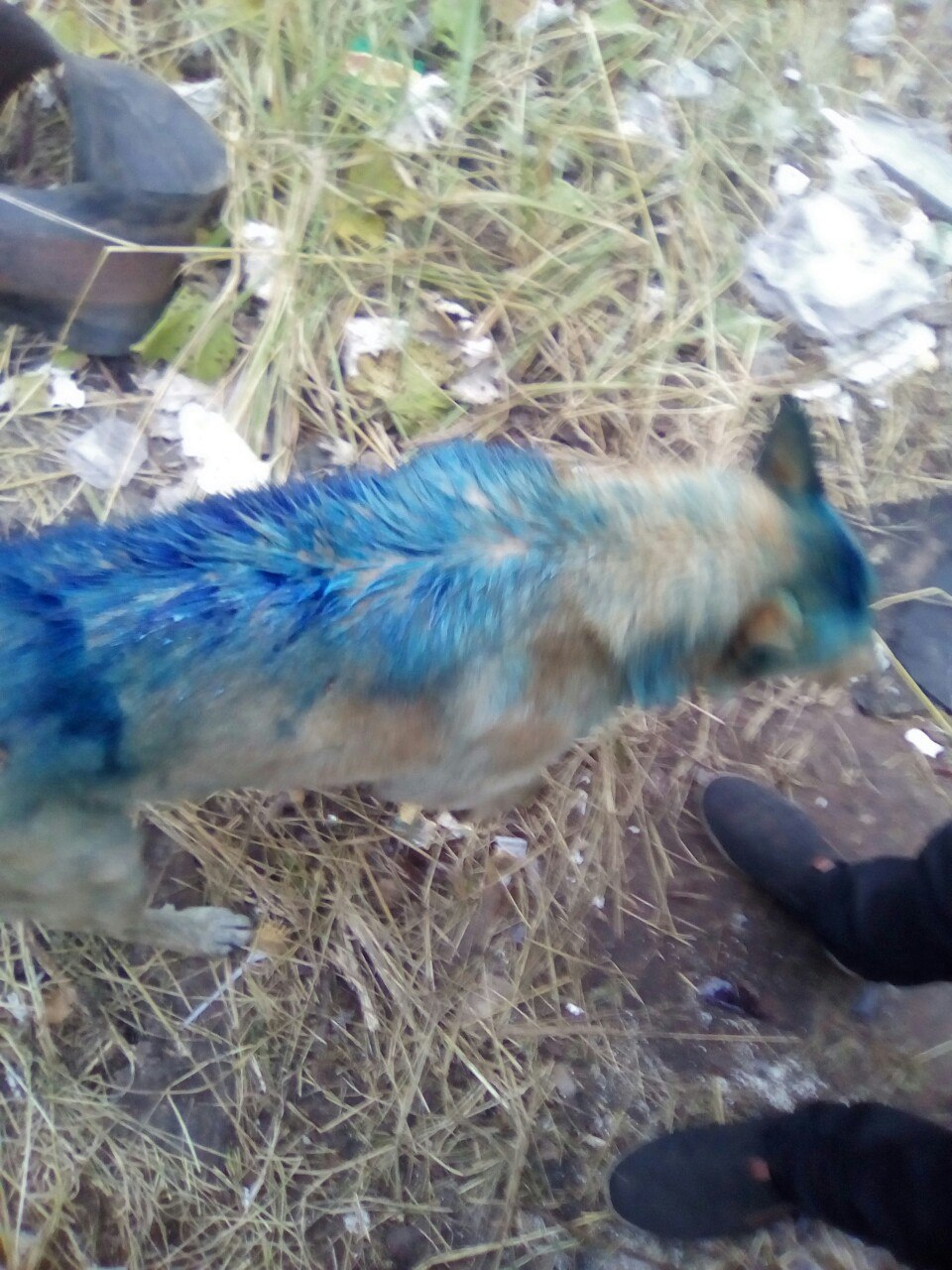 В Котельниче отмыли собаку от синей краски