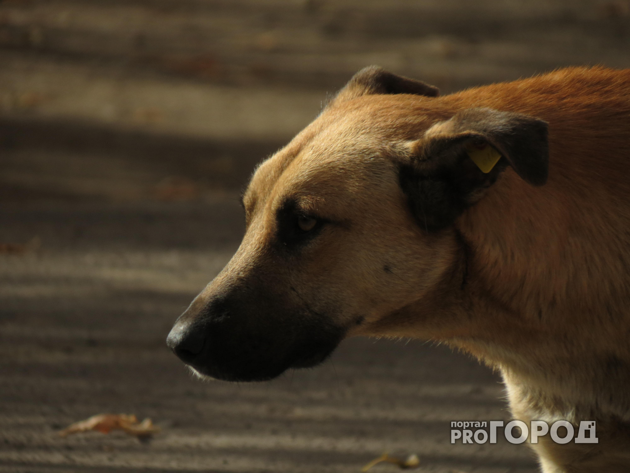 В Кировской области у детского сада на ребенка набросилась собака