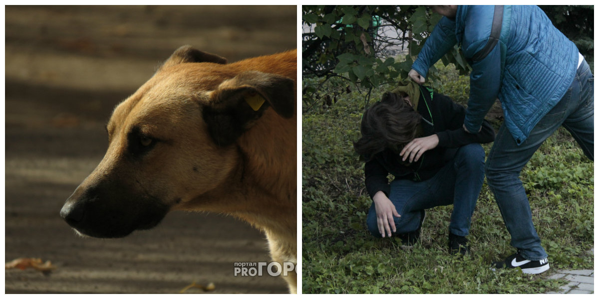 Что обсуждают в Кирове: мужчину избили на рынке и собака набросилась на ребенка