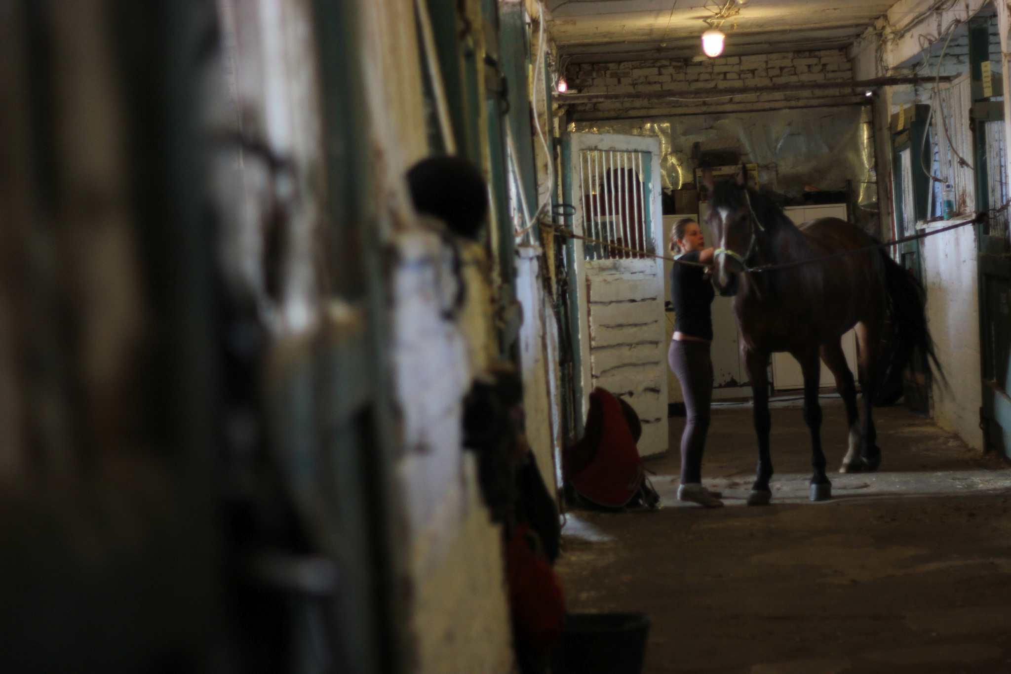В Кировской области с конного двора украли лошадь