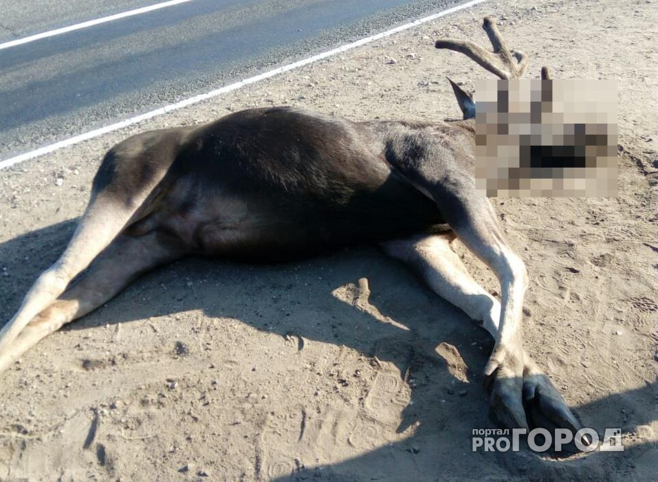 В Кировской области задержали браконьеров, убивших лосиху и лосенка