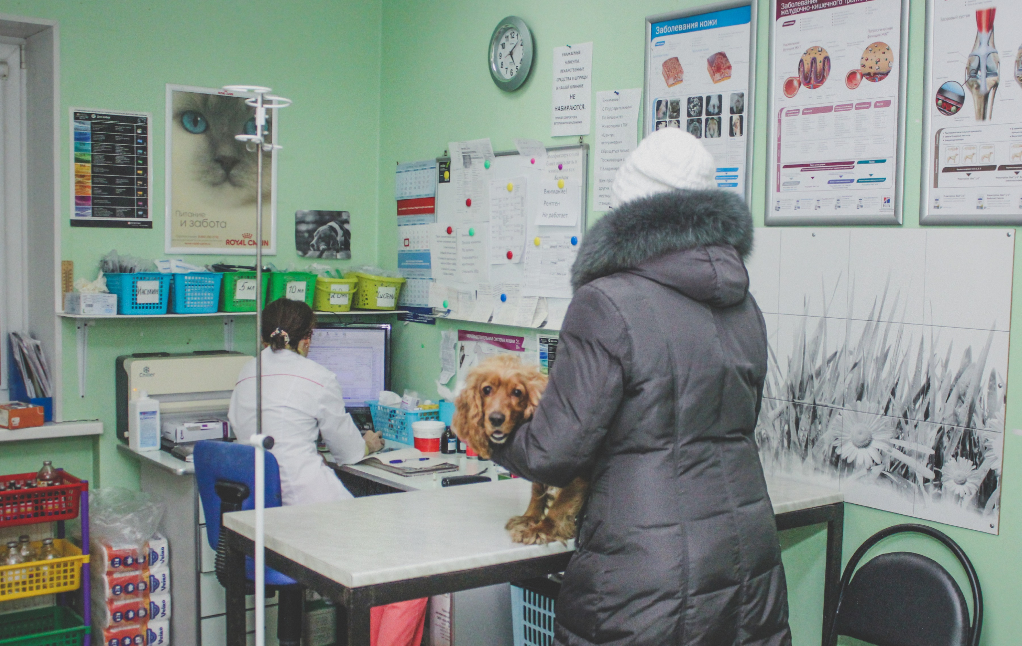 Собака умерла после удаления 20 зубов в ветклинике в Кирове