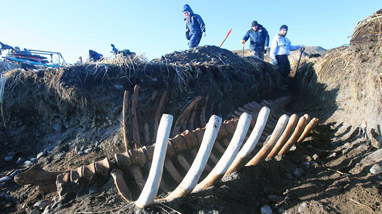 Кировчанка нашла гигантский скелет вымершего животного