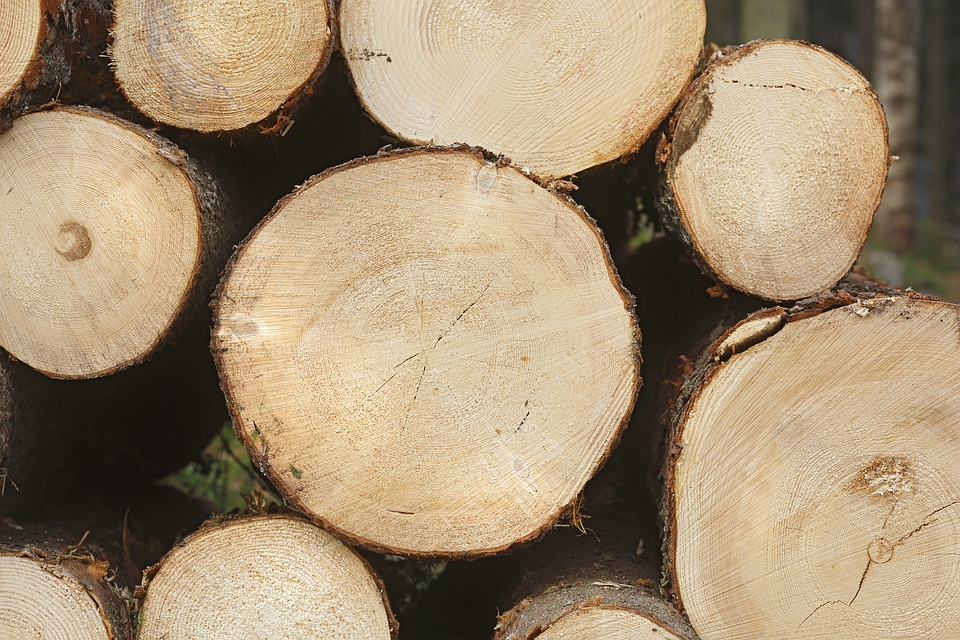 В Кировской области лесничий продавал древесину мертвым людям