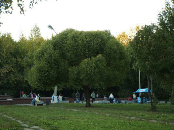 В парке Победы спилили единственную шаровидную иву