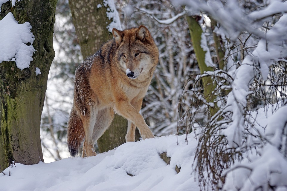 В Кировской области охотникам будут платить за каждого убитого волка