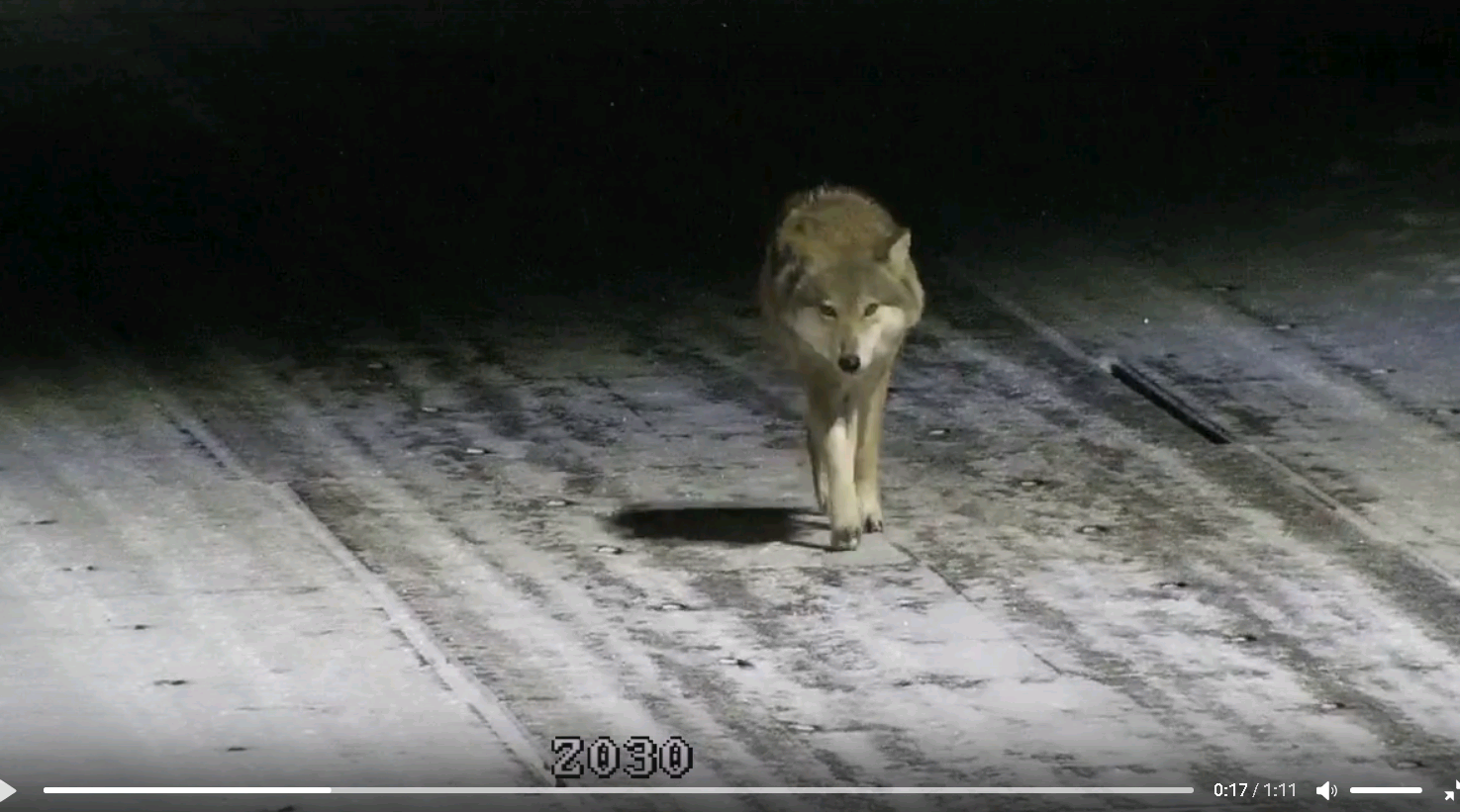 Видео: волки ходят по поселку в Кировской области