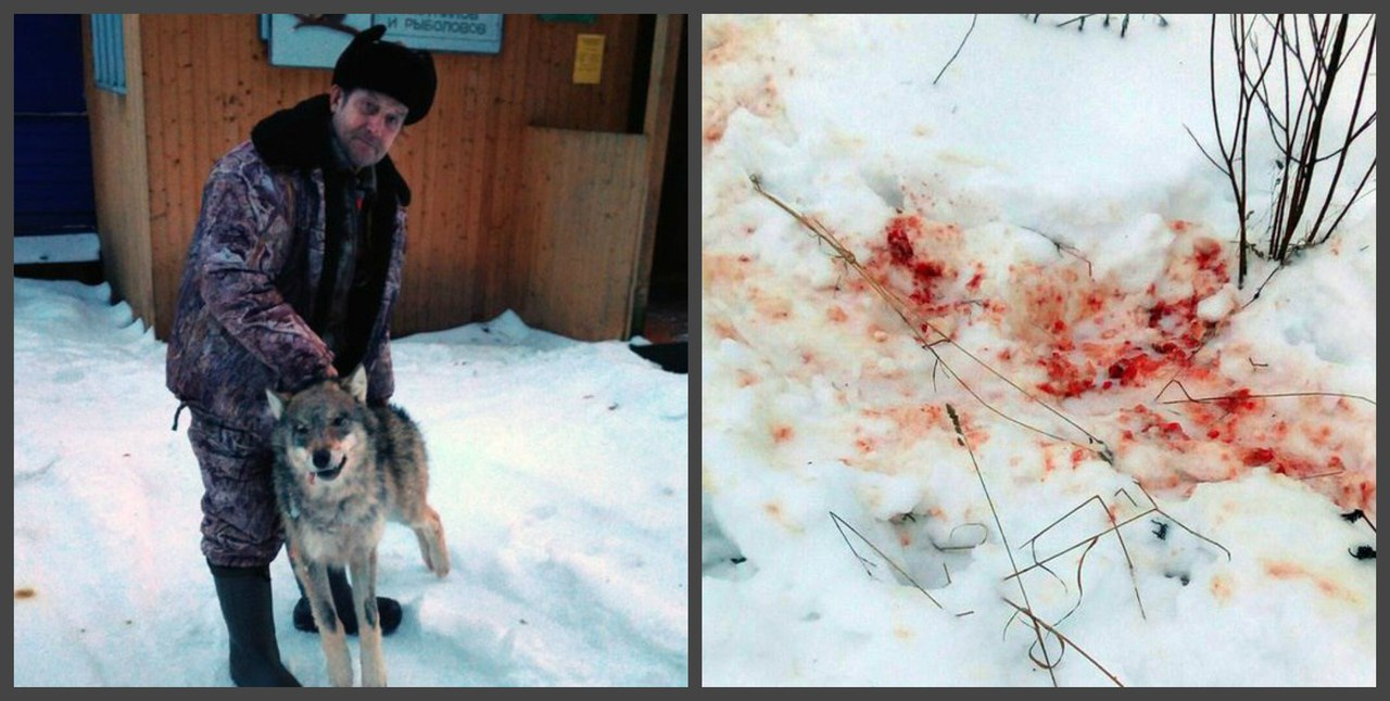 Волки атакуют жителей Подосиновца: хищники продолжают убивать собак