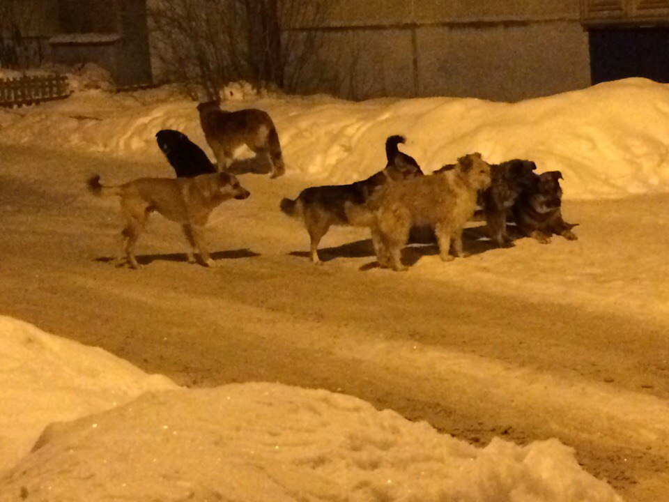 Стало известно, сколько бездомных собак поймали в Кирове в январе