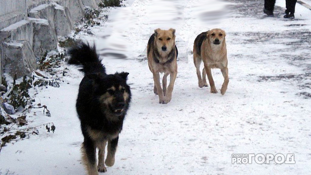 В центре Кирова на девушку накинулись три огромные собаки