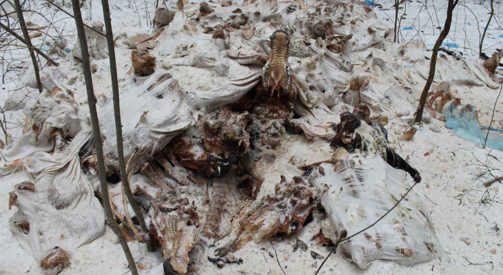 В Кировской области нашли одного из виновников свалок с останками животных