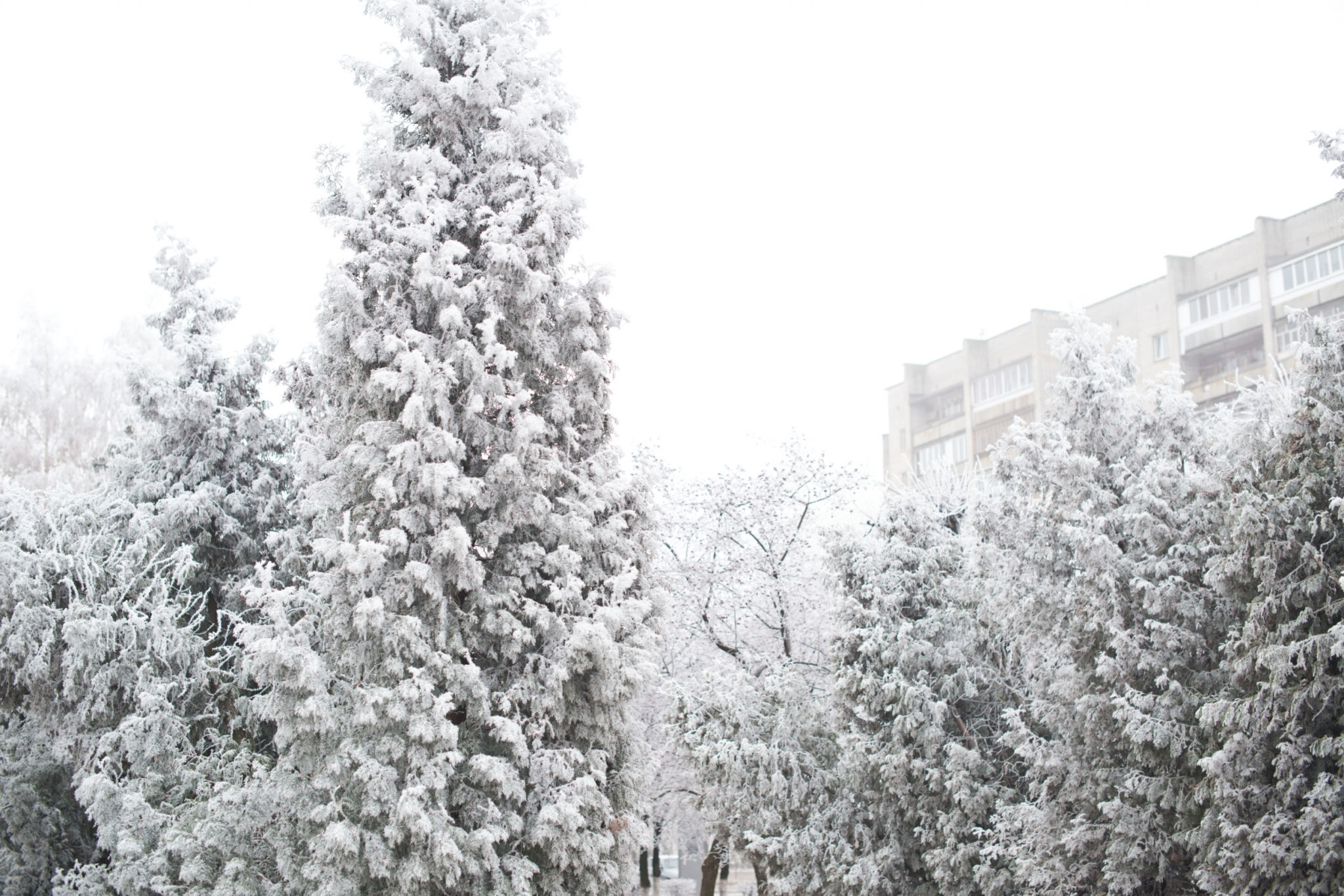 На неделе в Кирове прогнозируют мороз до -19