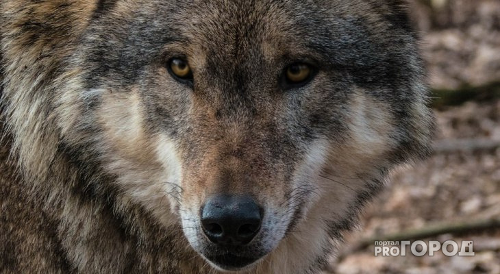Охотники уничтожили стаю волков в Верхошижемском районе