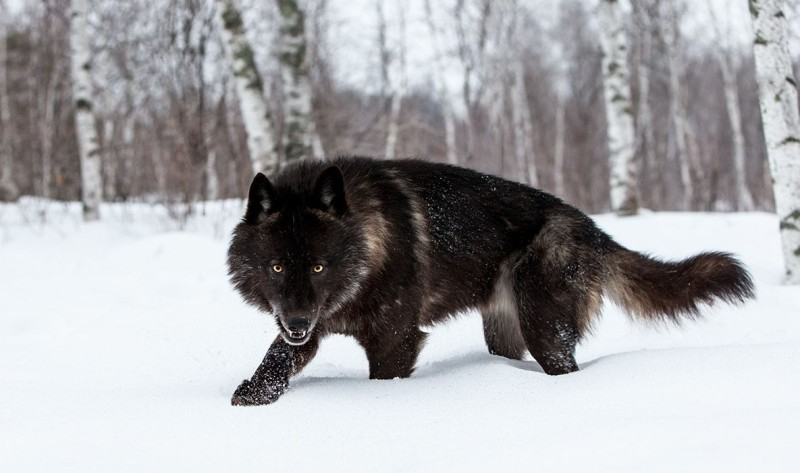 В Кировской области охотники добыли редкого черного волка