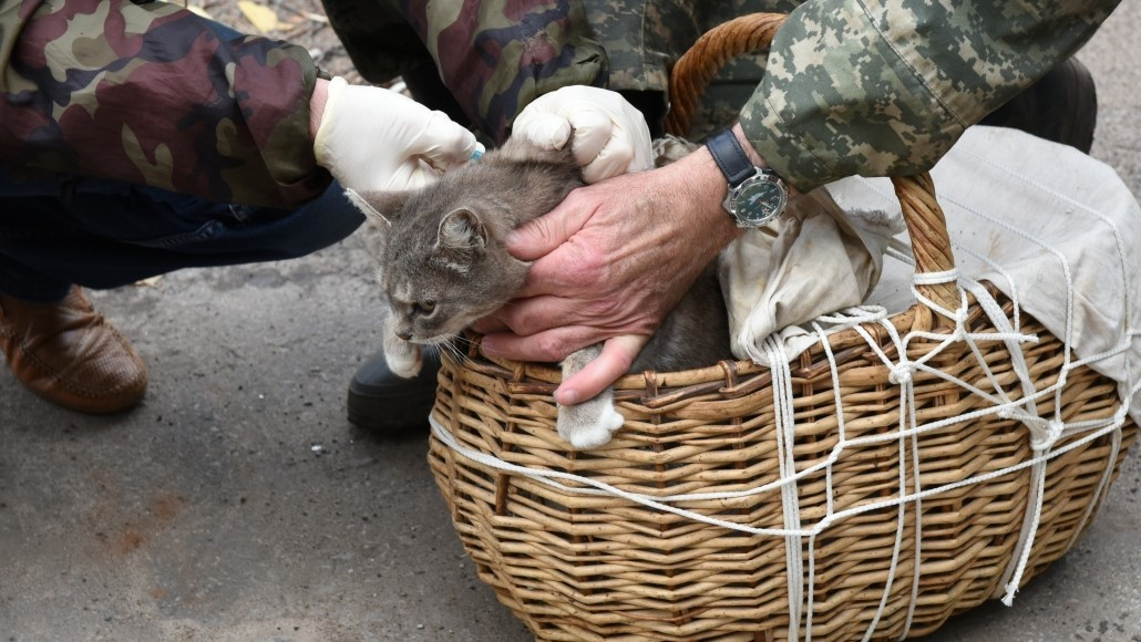 В Кирове можно будет бесплатно привить кошек и собак от бешенства