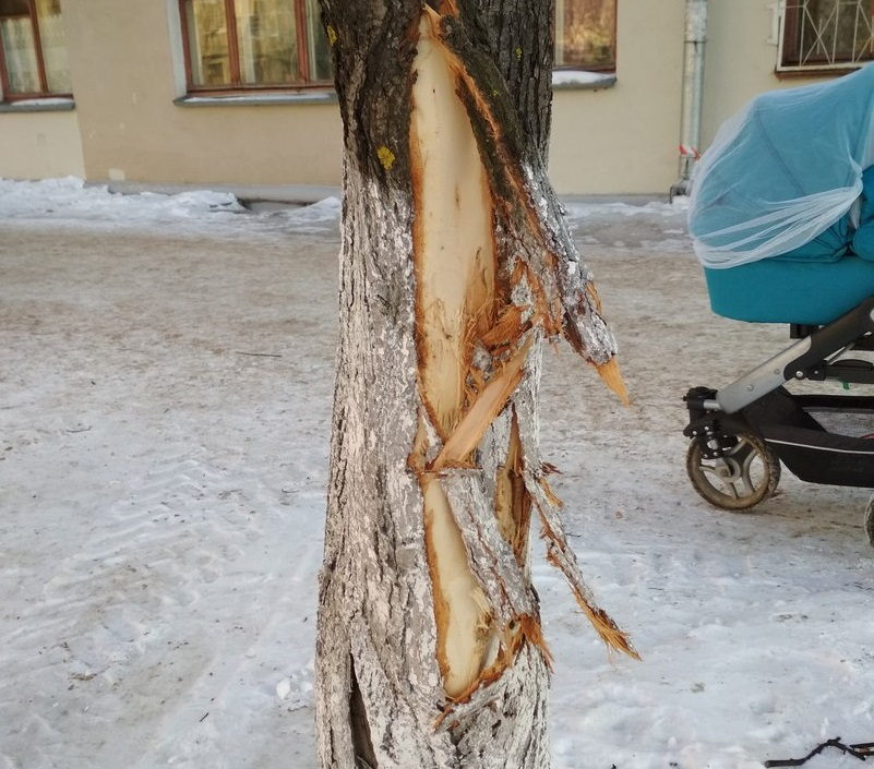 В Кирове коммунальщики при уборке снега повредили десятки деревьев