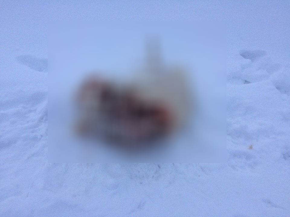 В Подосиновском районе волки напали на собаку: от тела осталась половина