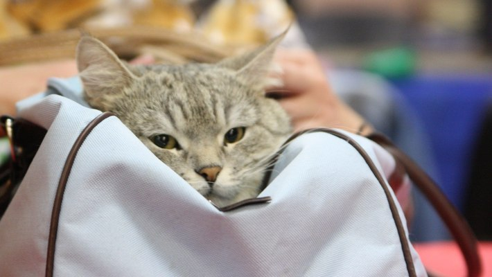 На выставке в Кирове покажут кошку за 420 тысяч рублей