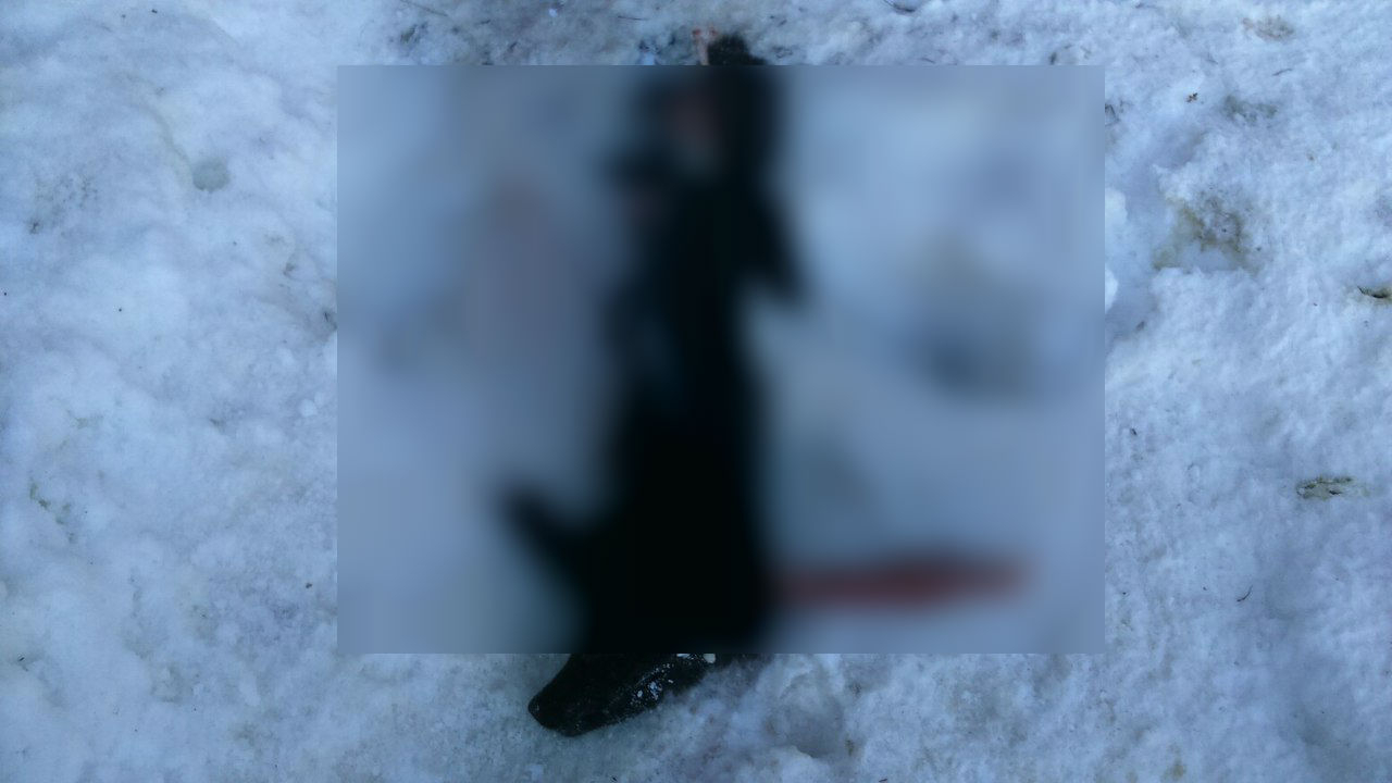 Под Кировом нашли истерзанные тела 9 собак