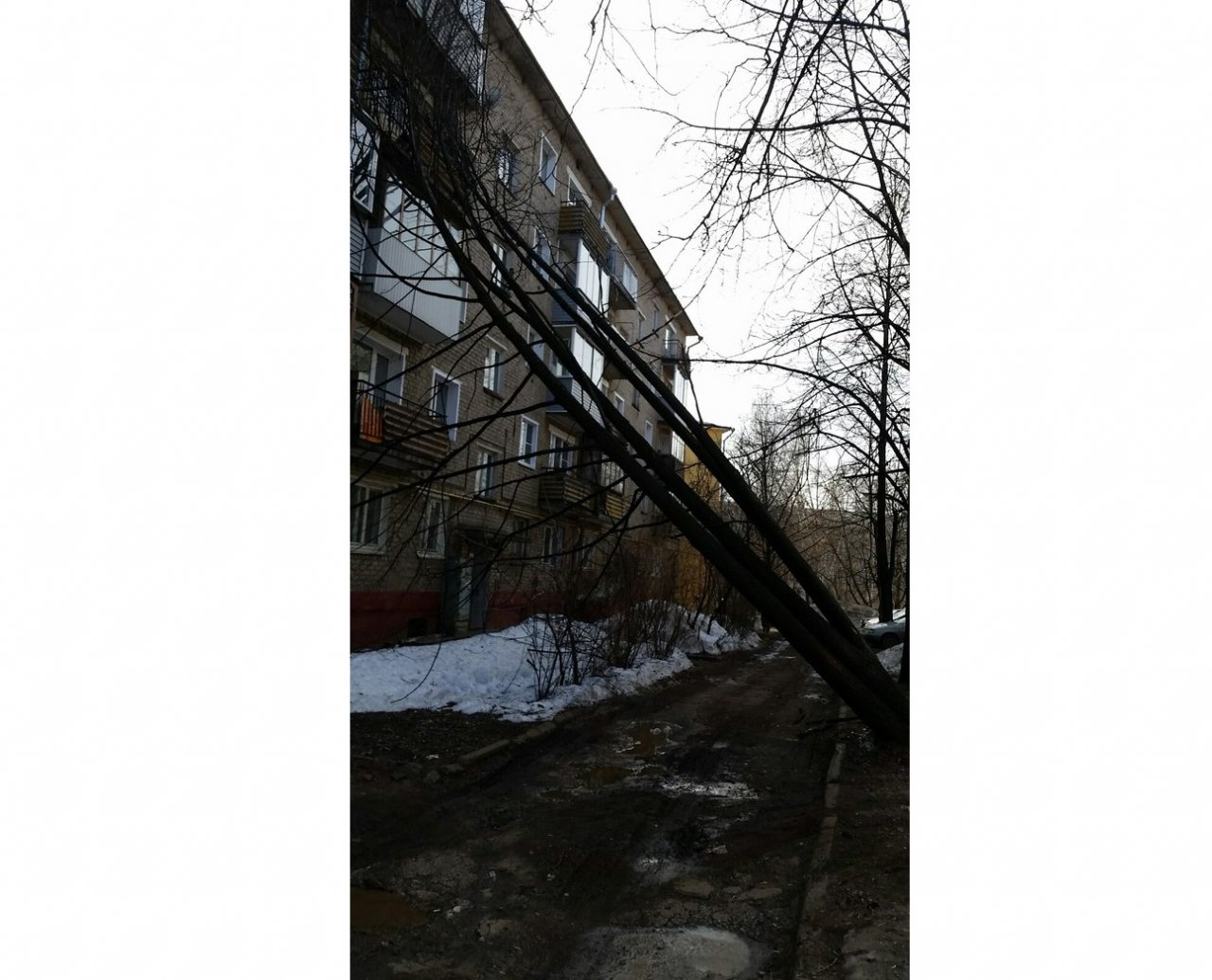 В Кирове ветер повалил деревья на дома и сорвал крышу с остановки
