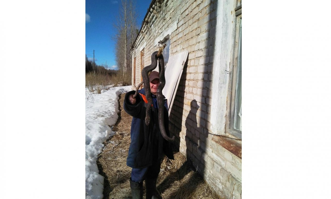 Житель Кировской области поймал огромную ядовитую змею