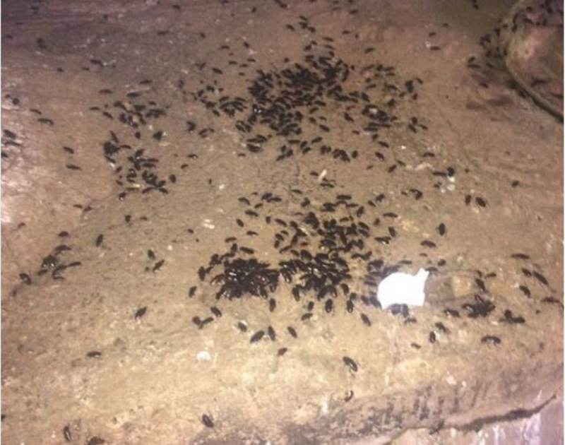 Кировчане сообщили о нашествии тараканов в городе