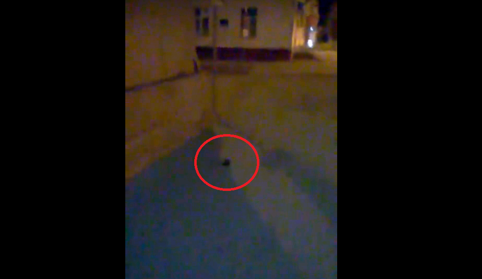Прохожие сняли на видео крысу на Театральной площади в центре Кирова