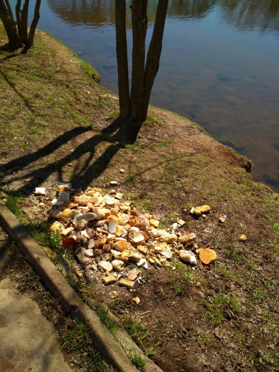 У пруда в парке имени Кирова устроили хлебную свалку