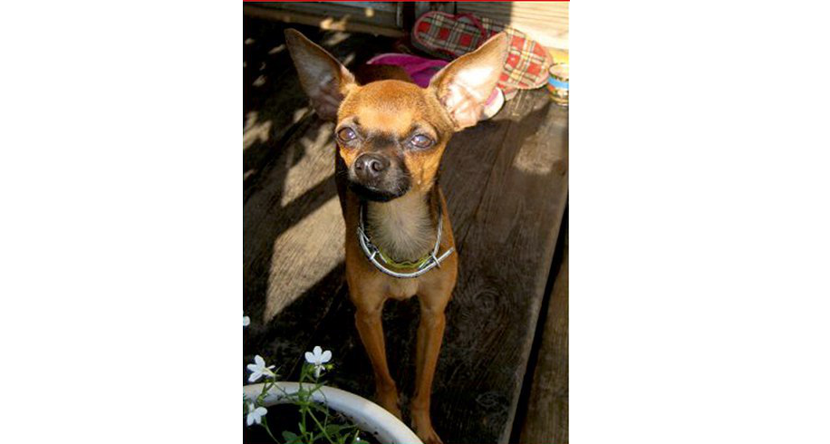 В пригороде Кирова пропал той-терьер