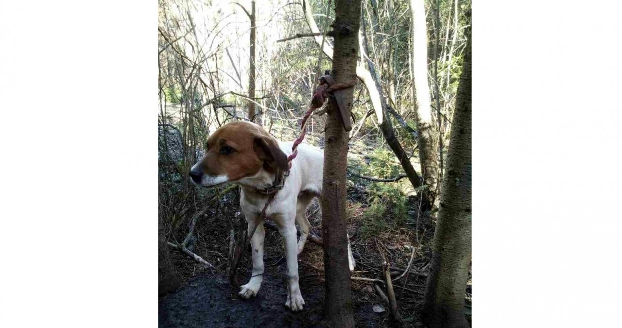 В кировском лесу хозяева бросили умирать породистую собаку