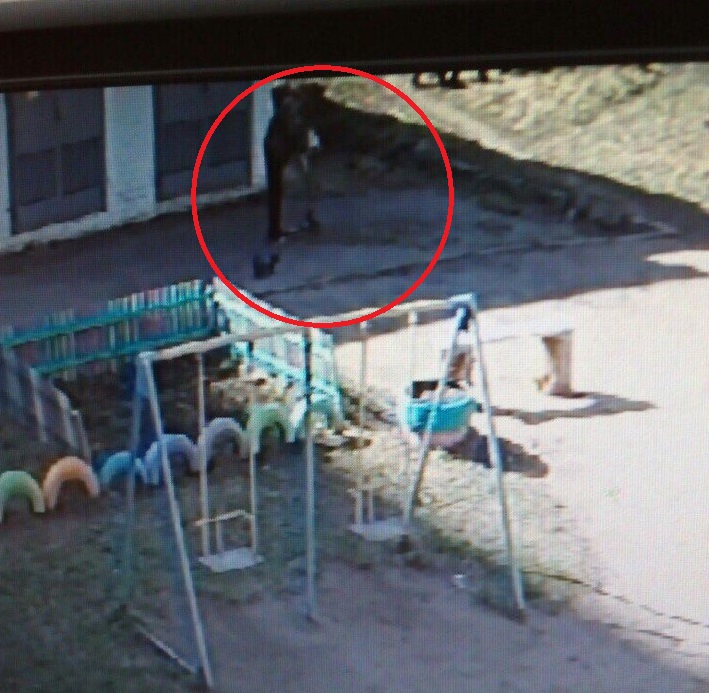 На видео попал момент, как мужчина угоняет самокат с детской площадки на Филейке