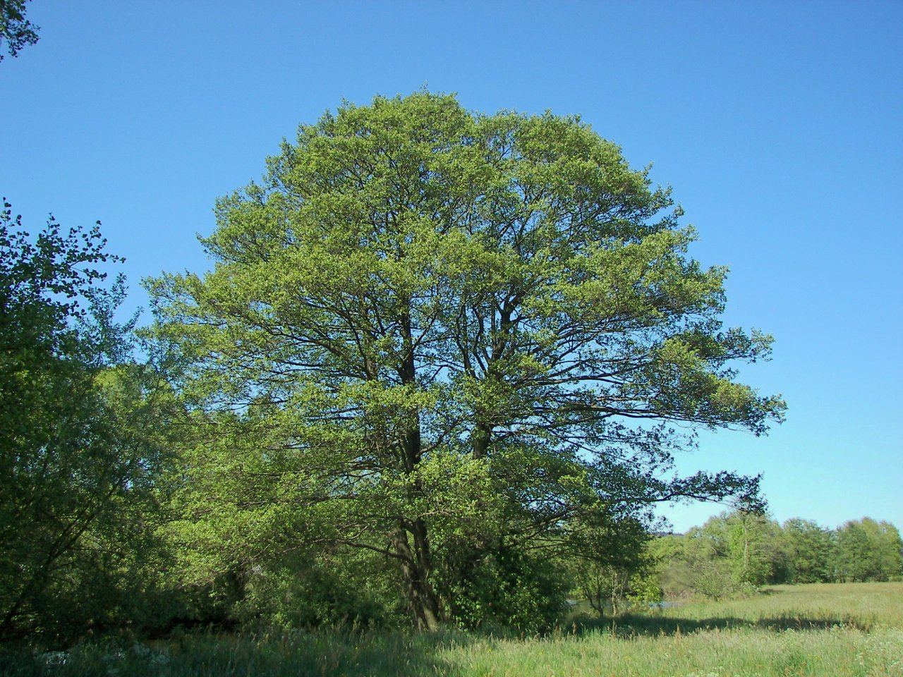 Кировчане могут заработать 100 тысяч за фото редкого дерева
