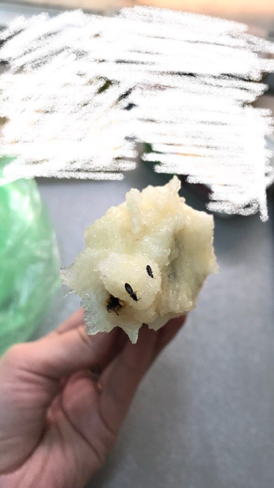 Кировчанке попалась груша с «живым сюрпризом»