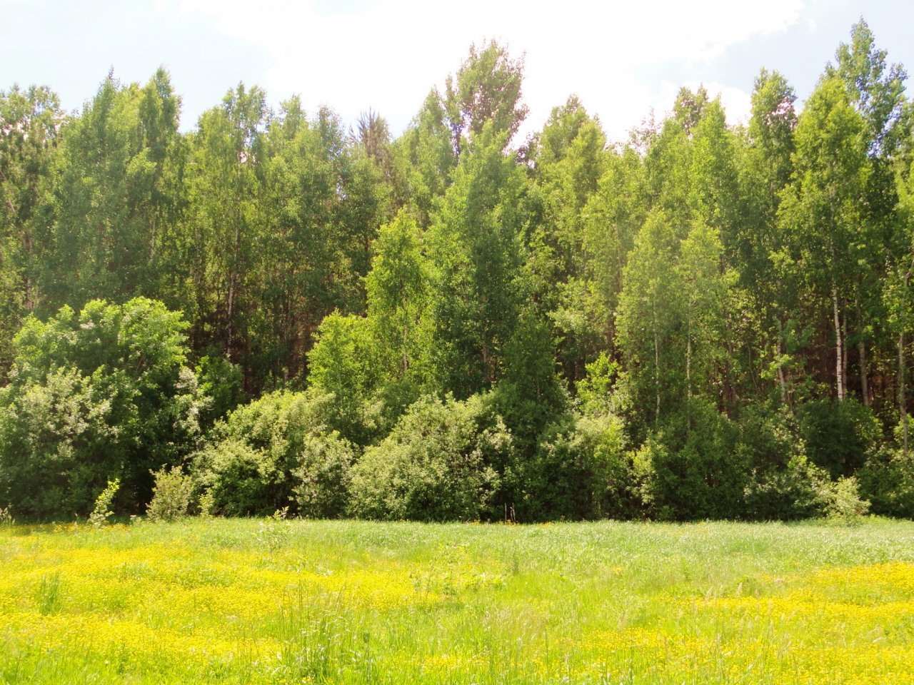 В Кировской области создали самый большой «зеленый щит» в России