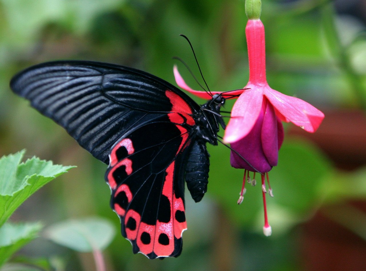 Парусник Румянцева (Papilio Rumanzovia)