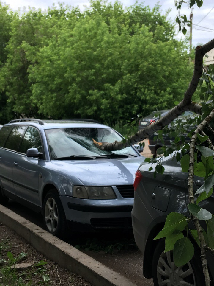 В Кирове дерево упало на припаркованные машины
