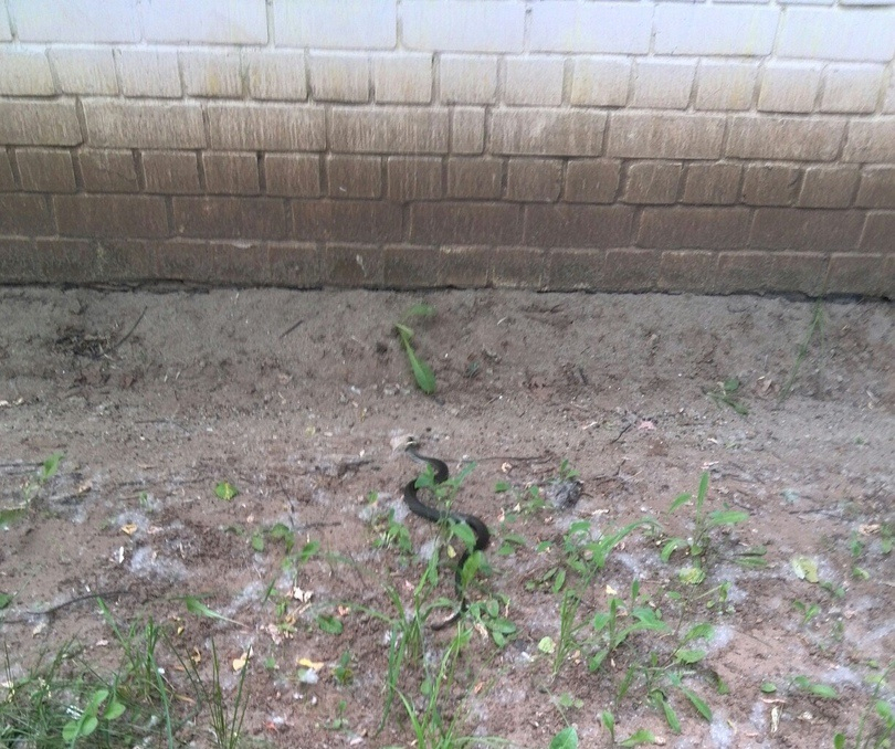 В Кирове на территории детского сада ползала змея