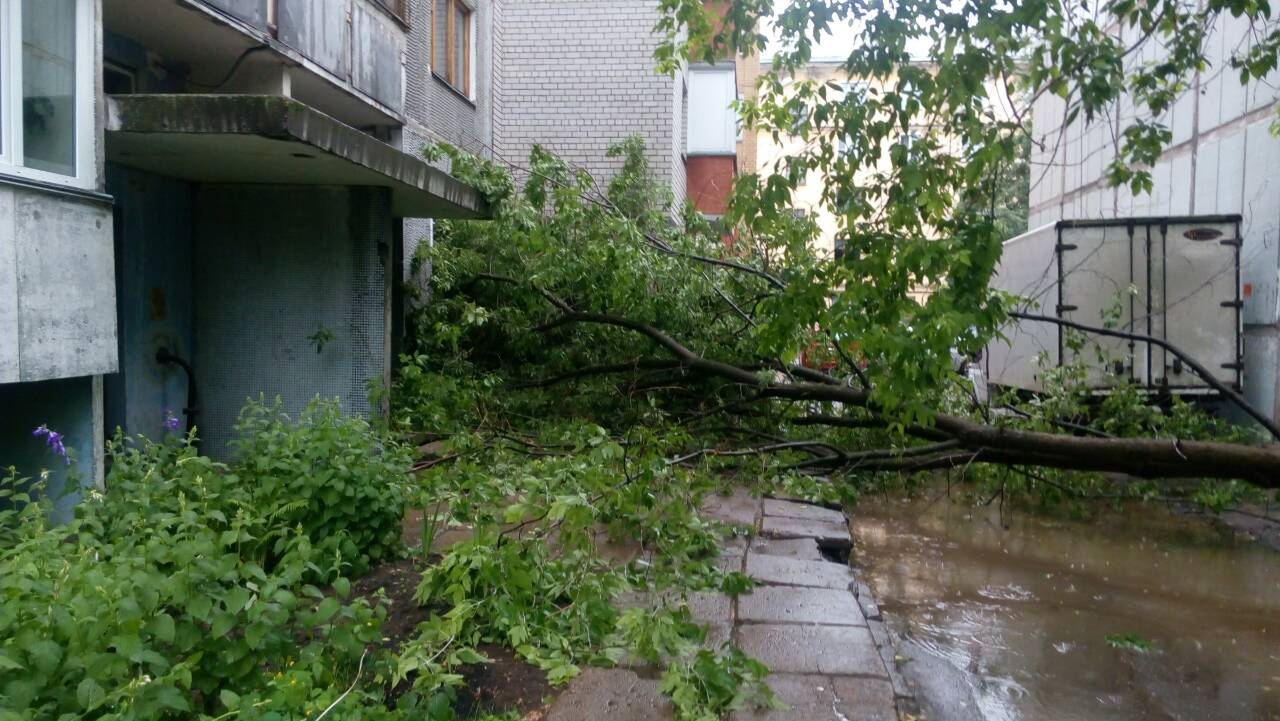 В Кирове дерево упало на жилой дом
