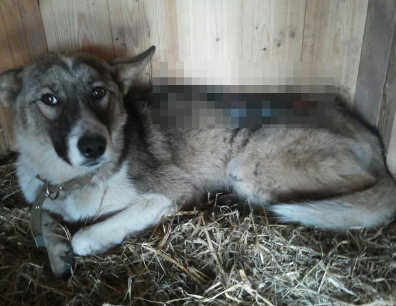 В Слободском нашли собаку с разорванной спиной