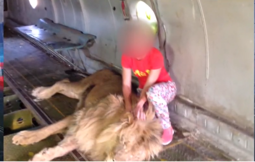 В Крыму на туристку из Кирова напал лев