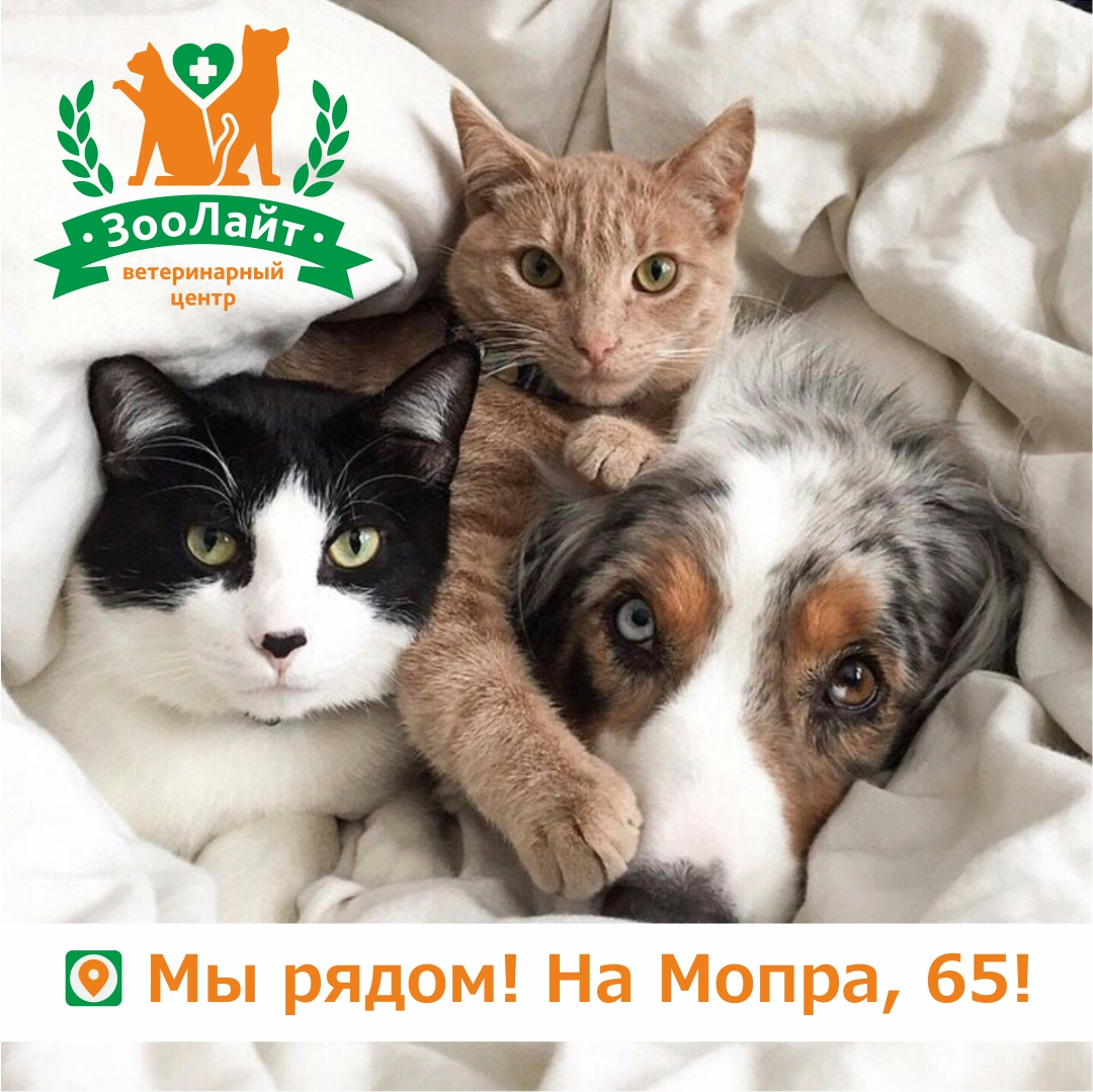 В Кирове открывается новый ветеринарный центр «ЗооЛайт»