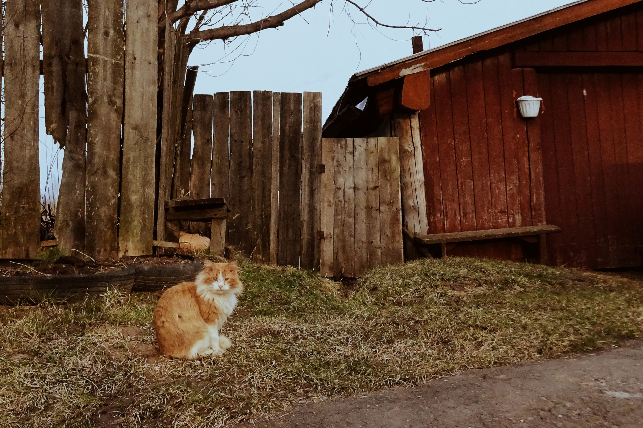 10 необычных и честных фото котов на улицах Кирова
