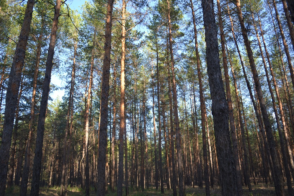 В Кировской области четыре дня искали заблудившуюся в лесу пенсионерку