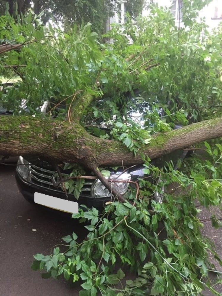 Во время грозы в Кирове дерево упало на новую иномарку