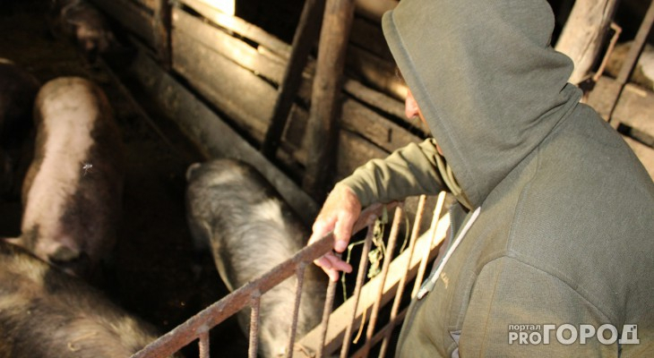 Кировским фермерам предложили убивать свиней, чтобы избежать чумы